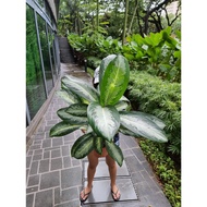 Aglaonema White Rain [REAL PLANT] #supportlocal