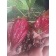 Biji Benih Roselle Pink 🌸(Bunga rare). New Fresh Seed