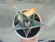 sansivera pingui variegata