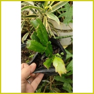 ∞ ➞ ➹ Crab Cactus (live plant)