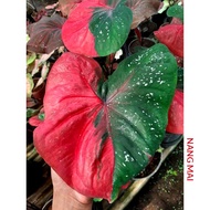 NANG MAI Keladi Caladium Thai Thailand ANYA ANYA