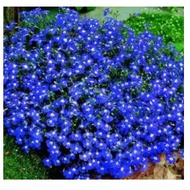 Lobelia flower Trailing BLUEseed- (Lobelia Pendula)