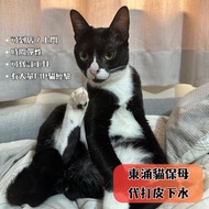 東涌區貓保母 代打 皮下水 441 FIP 腹膜炎