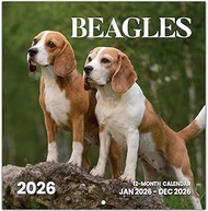 2026 Calendar, Beagles 2026 Wall Calendar 14-Month (Nov 2025 - Dec 2026), 11.6 x 24 Inches (Opened),