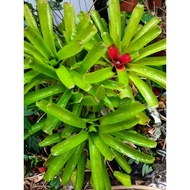 Bromeliad Neoregelia Green