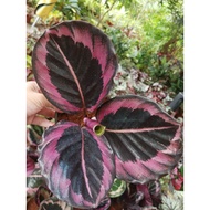 Calathea Princess Jessie Rare Item