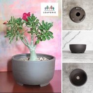 The Leaferie Bonsai plant pots (5 Sizes) . Adenium planters pot . Desert rose flowerpots  . Flower pot