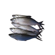 Zagana Fresh Seafood Market Bangus Small 1kg