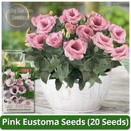 Rare Pink Eustoma Flower Seed (20 Seeds) Benih Pokok Bu Flower Plant Seeds Bonsai Real Plant Seeds f