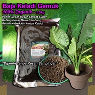 1.5Kg Baja Keladi Gemuk Cepat Subur Pokok Sihat Segar Bugar Daun Kembang Warna Terang