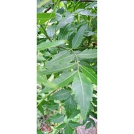 Neem Leaves @ Daun Semambu @ Azadirachta indica & Keratan batang (5btg)💥200gram💥Ready Stock💥