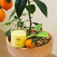 韓國 PRAY 經典天然大豆蠟燭 L 梅爾黃檸檬 480g
