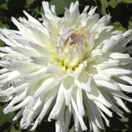 AUTHENTIC DAHLIA 1 BULB MAGIC MOMENT