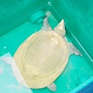 bulus labi labi amyda hypo polos rasa albino