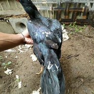 Ayam Babon Bangkok Ekor Lidi Tulangan Besar