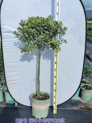 花葉青檸檬樹｜果樹植物盆栽庭院公園綠地景觀