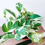 Money Plant NJoy IOB