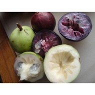 pokok star apple/caimito/buah susu vietnam | pokok dari biji| pokok 1-2 kaki tinggi