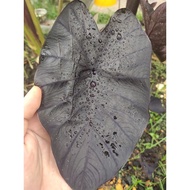 Black Ripple Colocasia