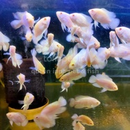 OSCAR ALBINO TIGER -/ ikan oscar putih ukuran 2 cm ikan predator