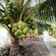 bibit kelapa nias