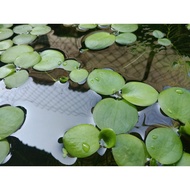 Frogbits/Aquarium Plant/Water Plant/Tumbuhan Akuarium/Pokok Air