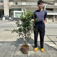 90s Greenovation Live Outdoor Plant Tree Kum Quat Tree 金桔 3ft