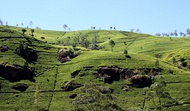 Tour 2 Ngày Nuwara Eliya từ Colombo