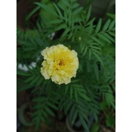 pokok bunga Marigold kuning cair