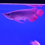 ikan arwana super red 30cm bagus