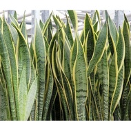 【hot sale】 Snake plant sanseveria