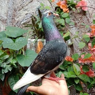 Burung Dara Burung Merpati Hidup Jantan Dewasa Super Top Grade