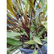 DAUN KUNYIT HITAM / DAUN KUNYIT HITAM FRESH / DAUN KUNYIT