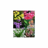 Paket 6 tanaman hias Anggrek tanah ((tanaman rumah hidup+bunga hidup