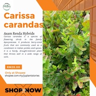 Pokok buah asam renda / Carissa Carandas Fruit