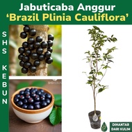 Jabuticaba Anggur Brazil 树葡萄 | 嘉宝果 Pokok buah Anggur Brazil Plinia cauliflora Pokok Hidup SHS Kebun