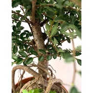 Root Elm Tree Bonsai Goosebump Small Leaf Elm Indoor Outdoor Office Courtyard Balcony Four Seasons E