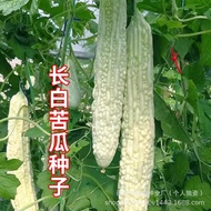 Long White Bitter Gourd Seeds White Bitter Gourd Seeds Winter Bitter Gourd Seeds Original Vegetable 