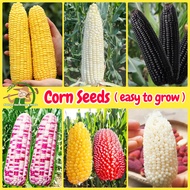Super Sweet Waxy Corn Seeds for Planting - High Yield Organic Non-GMO F1 Corn Seeds Hybrid Fruit and