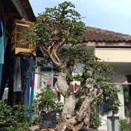 bonsai serut taman