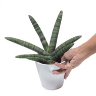 Sansevieria Cylindrica, Boncel, Snake Plant