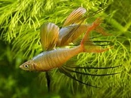 [Livestock] Threadfin Rainbow Fish | Simply Aquatics | Aquatic Fish | Aquarium |Small Medium Pet Fishes | Live Fish Pets