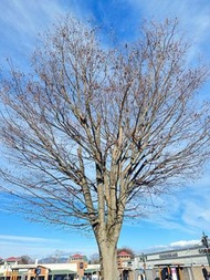 收Blackpink門票2連