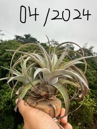 (hold)空氣草 空氣鳳梨 Tillandsia 'Eric Knobloch'（艾瑞克（雨林）(貝可利X電捲燙)）（側芽）