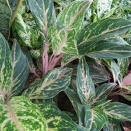 Tania Garden- tanaman hias aglaonema butterfly /pohon aglonema butter