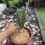 tanaman hias keladi caladium amazon/alocasia amazonica B