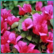 ∇ ❂ Bougainvillea Cuttings (Assorted)