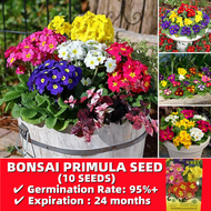 ปลูกง่าย ปลูกได้ทั่วไทย ของแท้ 100% 10 เมล็ด Multicolor Bonsai Primula Flower Seeds เมล็ดดอกไม้ ต้นไม้ฟอกอากาศ เมล็ดพันธุ์ผัก ดอกไม้ตกแต่ง ดอกไม้จริง ไม้ดอกไม้ประดับ แต่งบ้านและสวน บอนไซ Plants พันธุ์ไม้ดอก เมล็ดดอกไม้