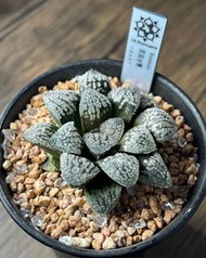 💎限時優惠💎  稀有銘品❗️ 《奈良之雪》多肉植物 風水植物 禮物 水晶 盆栽 象牙宮