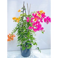 Multicolor Bougainvillea Grafted Plant 2 colors